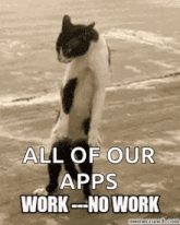 a cat is standing on its hind legs on a beach with the caption all of our apps work no work