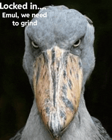 a bird with a large beak is looking at the camera with a caption that says " locked in ... emel we need to grind "