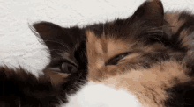 Sleepy Cat GIF - Sleepy Cat Cute GIFs