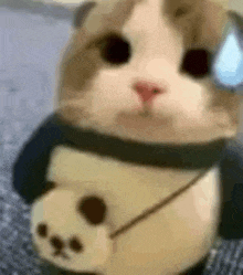 Me Cat GIF - Me Cat Silly GIFs