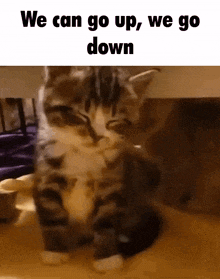 a picture of a kitten with the words we can go up we go down