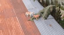 Fight You Smell Bad GIF - Fight You Smell Bad Cat GIFs