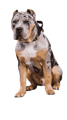 Pitbull Dog Americanbully GIF - Pitbull Dog Americanbully Beastpitbulldog GIFs
