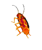 a yellow cockroach is crawling on a white background