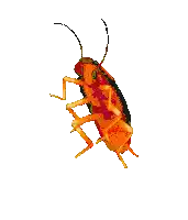 a yellow cockroach is crawling on a white background