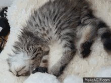 a kitten is sleeping on its back on a blanket