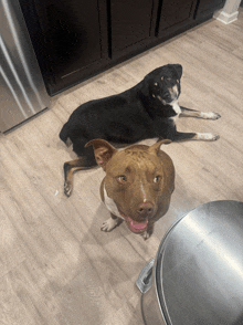 two dogs are laying on a wooden floor and one is looking at the camera