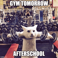 a white cat is lifting dumbbells in a gym with the caption " gym tomorrow afterschool "