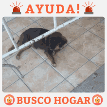 Dog Im Looking For Home GIF - Dog Im Looking For Home Adopt Me GIFs