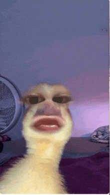 a close up of a duck 's face with a fan behind it
