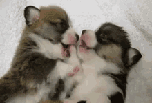 Bein Young And Wild And Free GIF - Cute Dogs Puppies GIFs