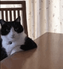 a black and white cat is sitting at a table .