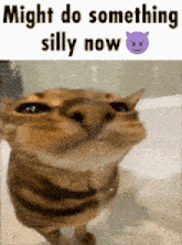 a cat is standing in a bathtub with the words might do something silly now above it .