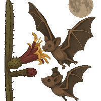two bats flying over a cactus with a full moon behind them