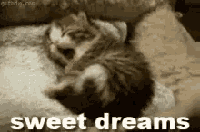 Cat Cute GIF - Cat Cute Sweet Dreams GIFs