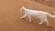Cat Sand GIF - Cat Sand Stealth GIFs