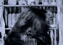 Three Stooges The Ape GIF - Three Stooges The Ape Gorilla GIFs