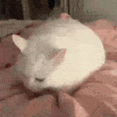 a white cat is sitting on top of a pink blanket .
