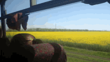 a woman sits on a bus looking out at a field of yellow flowers