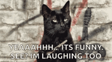 Tell Me More Cat GIF - Tell Me More Cat Waiting GIFs