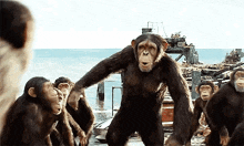 a group of chimpanzees are standing next to each other on the beach .