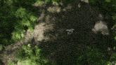 a bird laying eggs in a nest with ferns