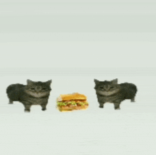 Sandwich Cats Cat Sandwich GIF - Sandwich Cats Cat Sandwich Funnysandwich GIFs