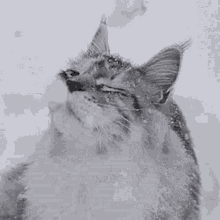 Snow Cat GIF - Snow Cat No GIFs