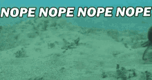 a dog is swimming in the ocean with the words `` nope nope nope nope '' written on the bottom .