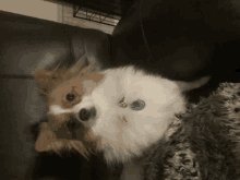 Pomeranian Puppy Love GIF - Pomeranian Puppy Love GIFs