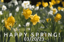 Daffodils Spring Flowers GIF - Daffodils Spring Flowers Happy Spring GIFs