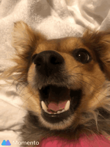 Derp Dog GIF - Derp Dog Chimix GIFs