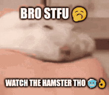 Bro Stfu Hamsters GIF