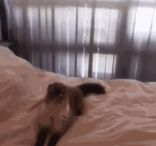 Cat Fail Cat Jump Fail GIF - Cat Fail Cat Jump Fail Slow Motion Fail GIFs