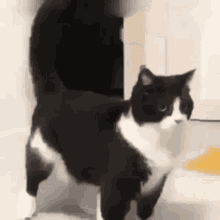 Cat Dancing GIF - Cat Dancing Moving Cat GIFs