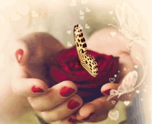 Rose Butterfly GIF - Rose Butterfly Hands GIFs