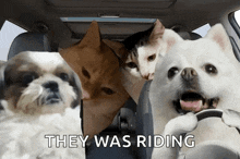 Dogs Dogs Party GIF - Dogs Dogs Party Dogs Car GIFs