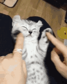 Funny Animals Kittens GIF - Funny Animals Kittens Smiling GIFs