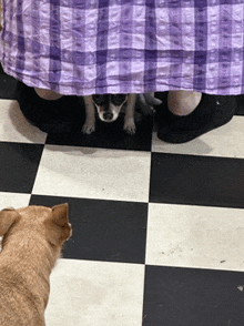 Cookie Monster Dog GIF - Cookie Monster Dog Funny GIFs