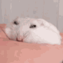 Flat Hamster GIF