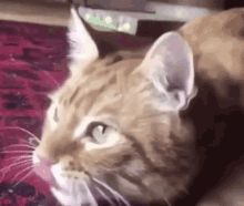 Cat Cats GIF - Cat Cats Chewing GIFs