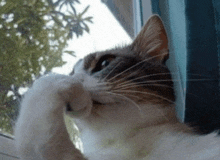 a cat is looking out of a window with its paw on its nose