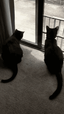 Cats Black Cats GIF - Cats Black Cats Tailt Witch GIFs