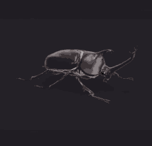 Beetle Spin GIF - Beetle Spin Bug GIFs