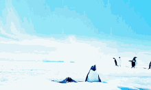 Penguins Fly GIF - Penguins Fly Snow GIFs