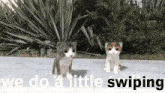 two kittens standing next to each other with the words " we do a little swiping " above them