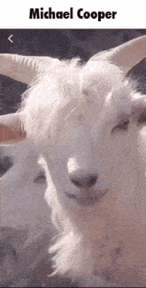 a close up of a white goat with the name michael cooper on the bottom