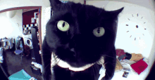Cat Head GIF - Cat Head Black GIFs