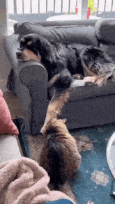 Cat Dog Sofa Cat Spinning Head GIF