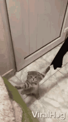 Stucked Kitten GIF